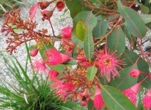 Kwikfynd Native Gardens
ballarat