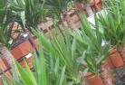 Ballaratplant-nursery-10.jpg; ?>