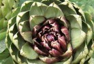 Ballaratplant-nursery-1.jpg; ?>