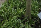 Ballaratplant-nursery-23.jpg; ?>