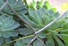 Ballaratplant-nursery-28.jpg; ?>