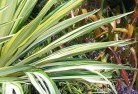 Ballaratplants-16.jpg; ?>
