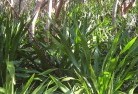 Ballaratplants-40.jpg; ?>