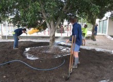 Kwikfynd Tree Transplanting
ballarat